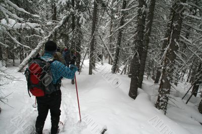 Blue shirt, snowshoe hikers in woods