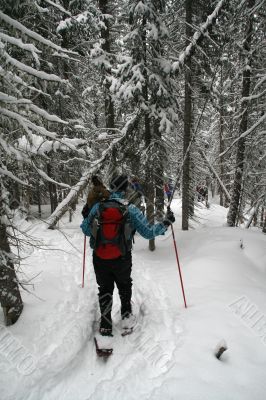Blue shirt, snowshoe hikers in woods
