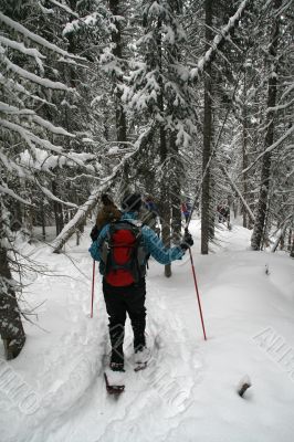 Blue shirt, snowshoe hikers in woods Blue shirt, snowshoe hikers in woods