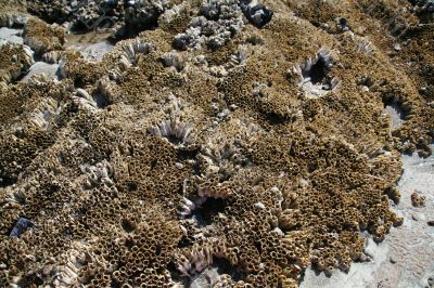 Abstract, barnacles at low tide
