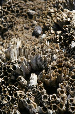 Abstract, barnacles at low tide
