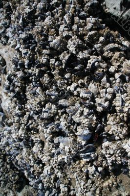 Abstract, mussels and barnacles