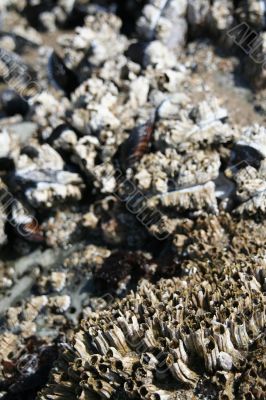 Abstract, mussels and barnacles