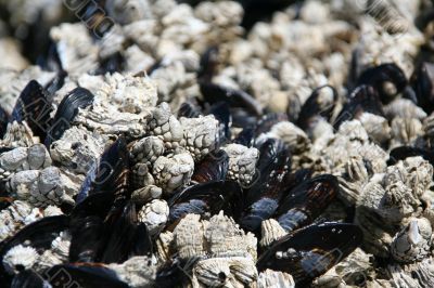 Abstract, mussels and barnacles