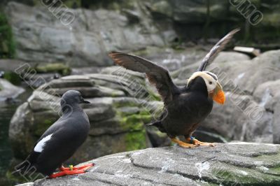 Tufted puffin,  flapping wings