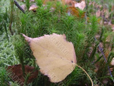 Sheet on to the moss