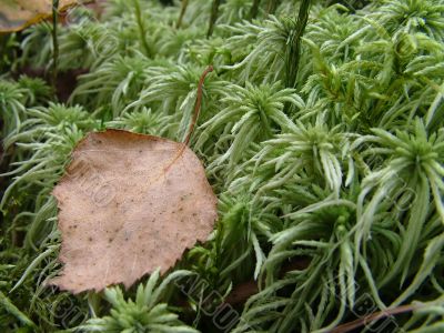 Sheet on to the moss 1