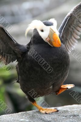 Happy feet - Tufted puffin,  flapping wings