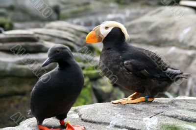 Tufted puffin, and Pigeon Guillemot