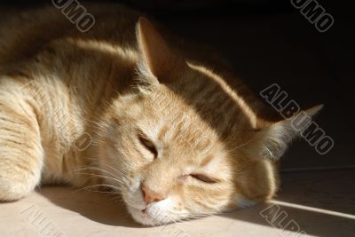 sleepy ginger cat sleepy ginger cat