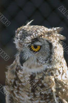 Owl