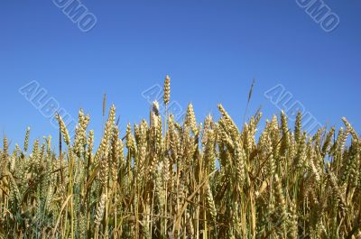 wheat field