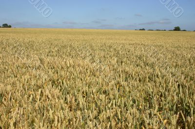 wheat field
