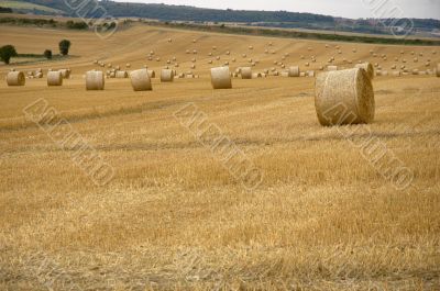 Rolls of hay