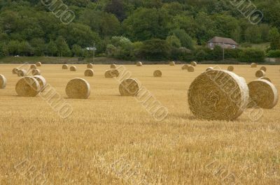 Rolls of hay