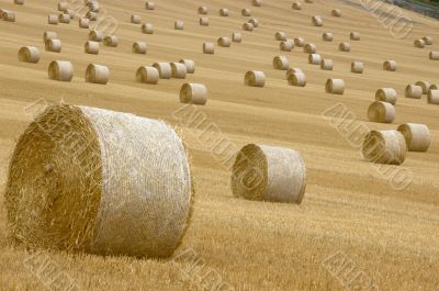 Rolls of hay
