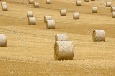 Rolls of hay
