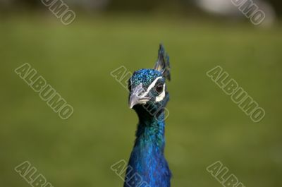 Peacock