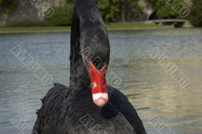 Black swan