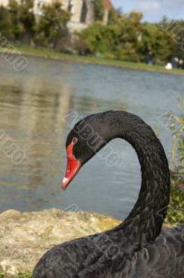 Black swan