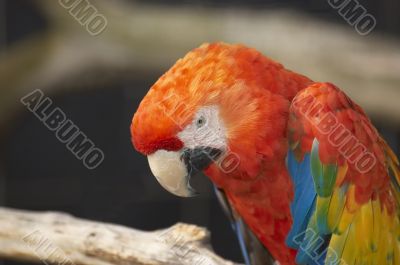 Red Macaw