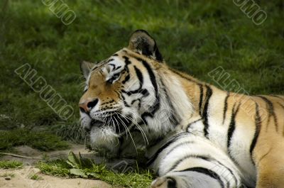 Tiger Looking