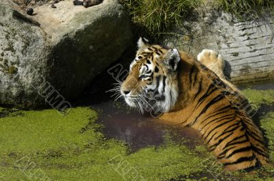 Tiger in the water