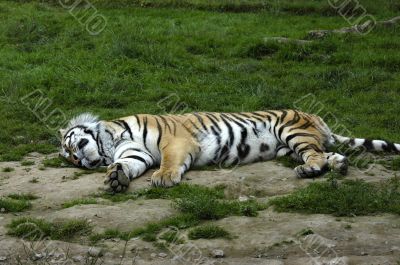 Sleeping Tiger