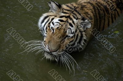 Tiger in the water