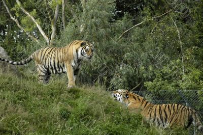 Two Tigers