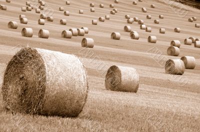 Rolls of hay