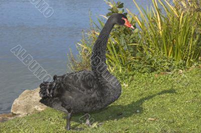 Black swan