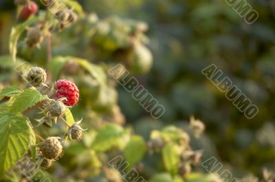 Raspberry bush