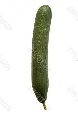 Cucumber