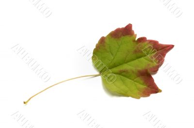 Autumn leaf