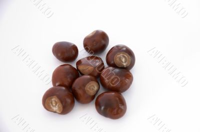 Conkers