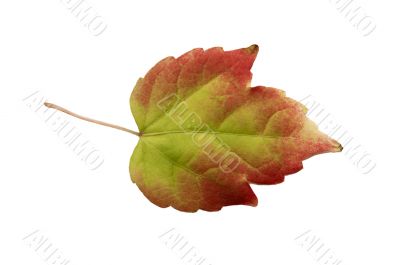 Autumn leaf
