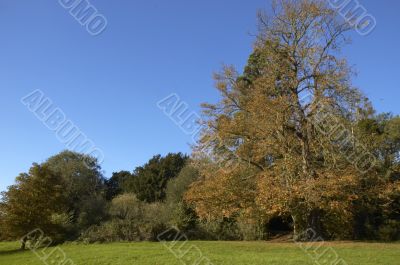 Autumn trees