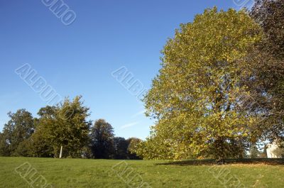 Autumn trees