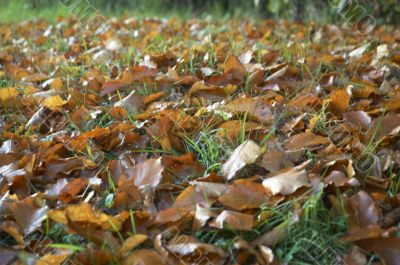Fallen leaves