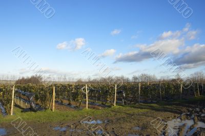 Fruit farm in winter