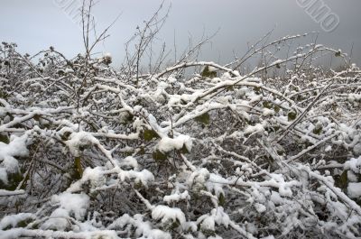snow bush