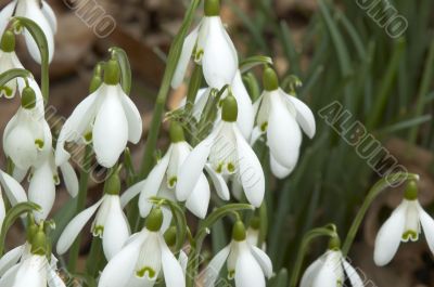 Snowdrops
