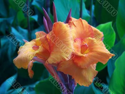 flower flower