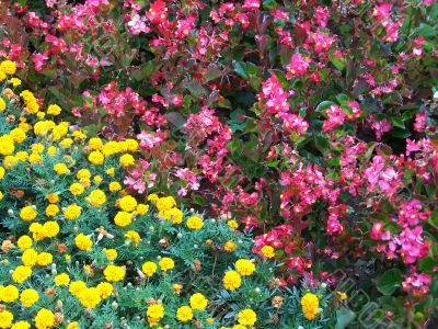 flower flower