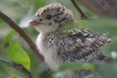 Ptarmigan Chick 2