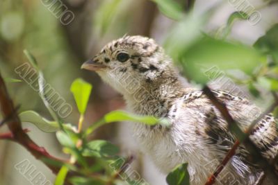 Ptarmigan Chick 3 Ptarmigan Chick 3