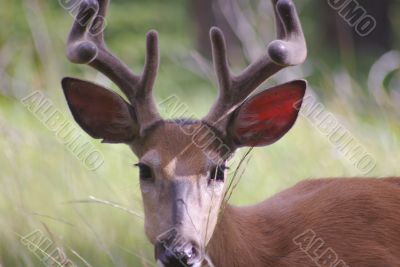Whitetail Deer 1