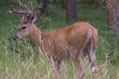 Whitetail Deer 2