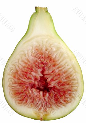Fig